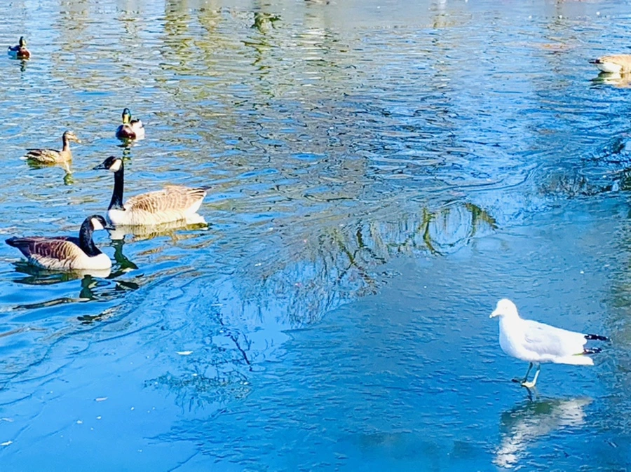 IMG_8275.jpg?type=w966