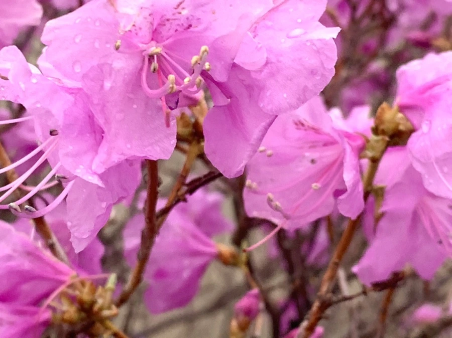 IMG_6162.jpg?type=w966