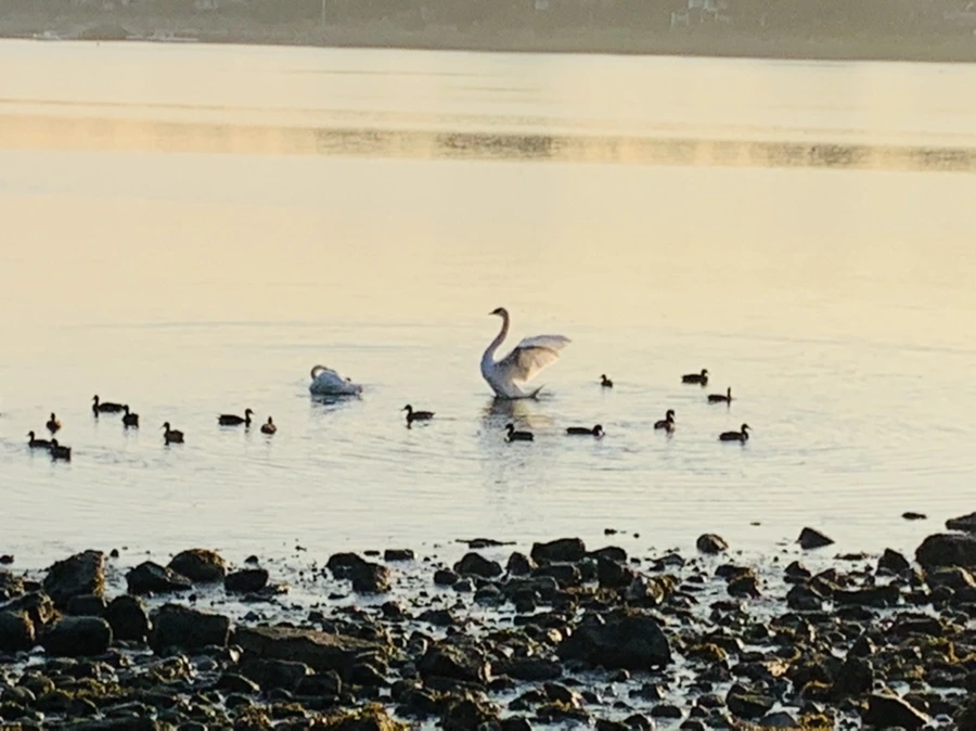 IMG_7291.jpg?type=w966