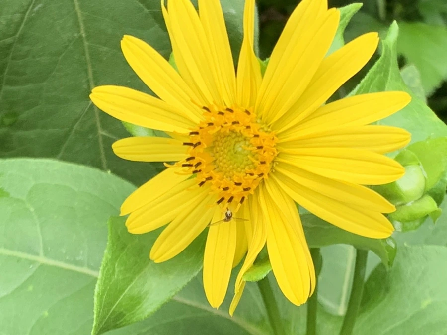 IMG_1094.jpg?type=w966