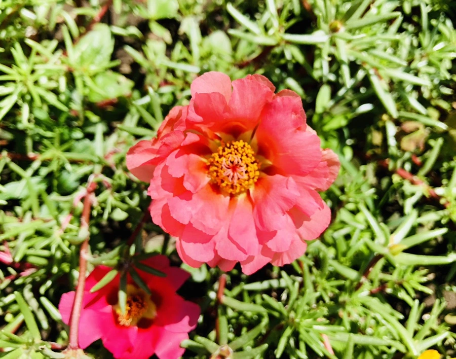 IMG_0930.jpg?type=w966