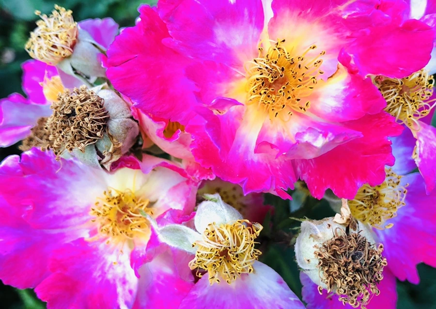 IMG_9646.jpg?type=w966