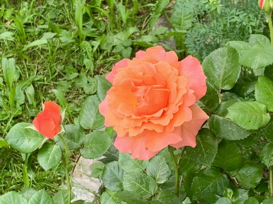 IMG_6637.jpg?type=w966