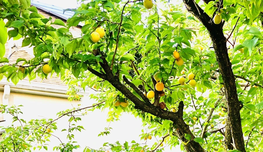 IMG_1486.jpg?type=w966