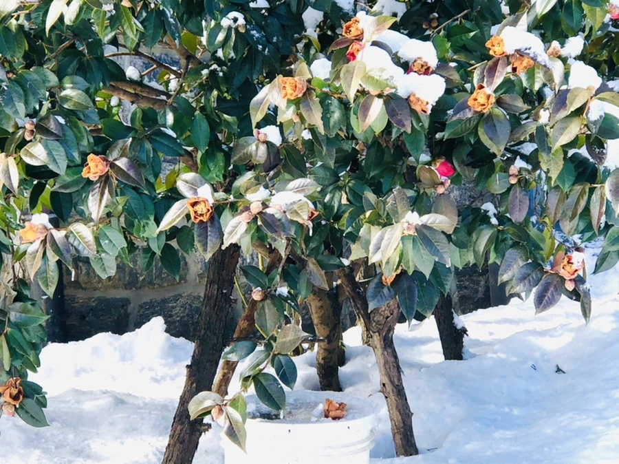 IMG_1274.jpg?type=w966