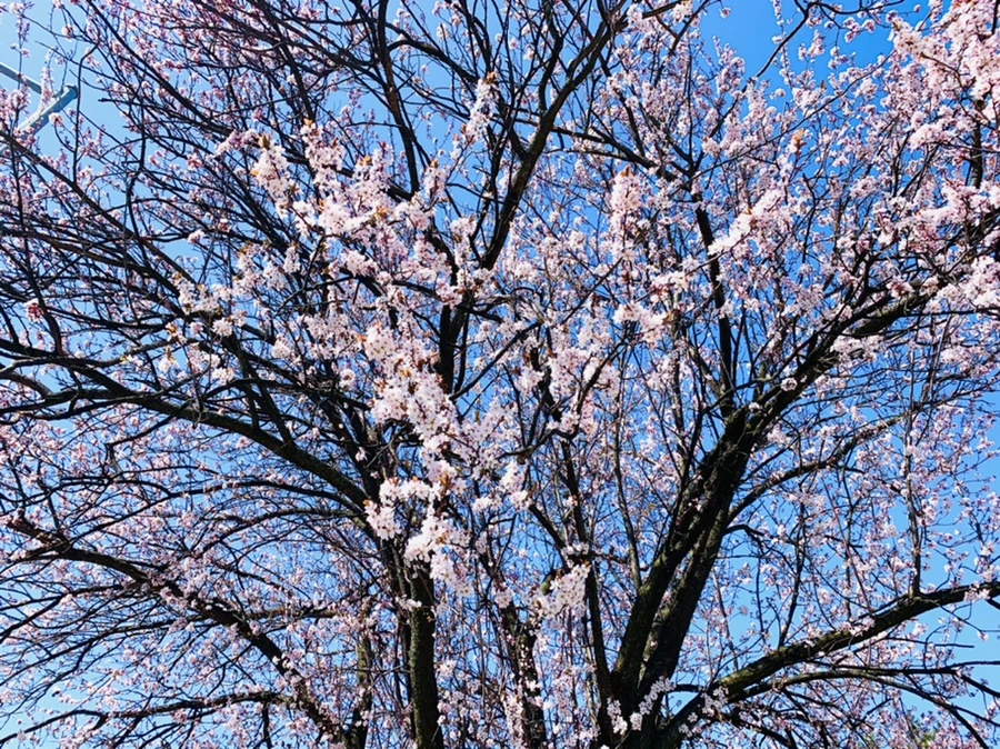 IMG_7918.jpg?type=w966