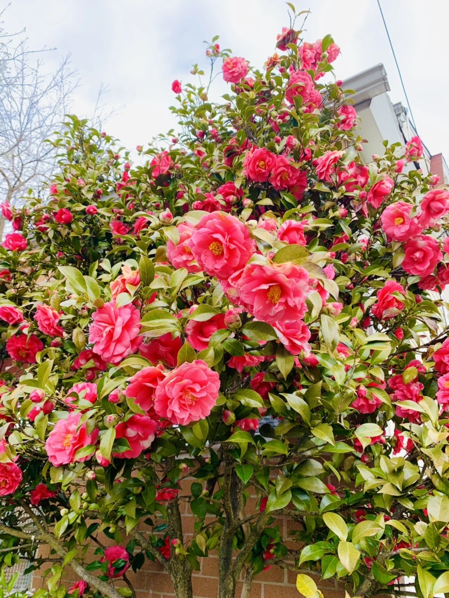 IMG_2927.jpg?type=w966