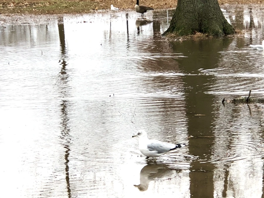 IMG_9401.jpg?type=w966