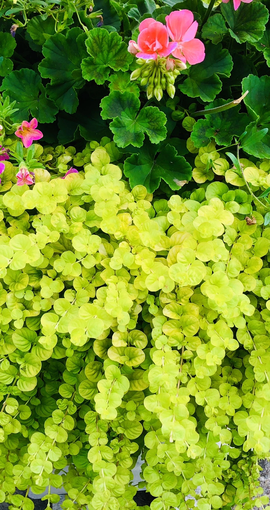 IMG_3685.jpg?type=w966