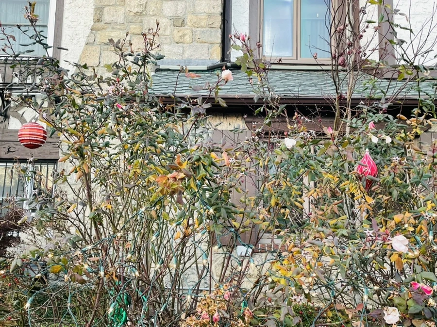 IMG_7539.jpg?type=w966