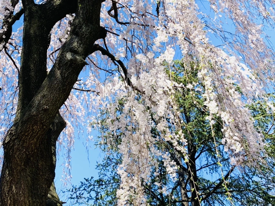 IMG_8551.jpg?type=w966