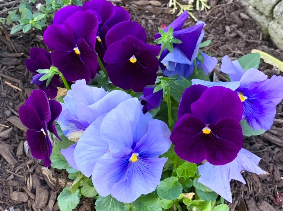 IMG_2116.jpg?type=w966