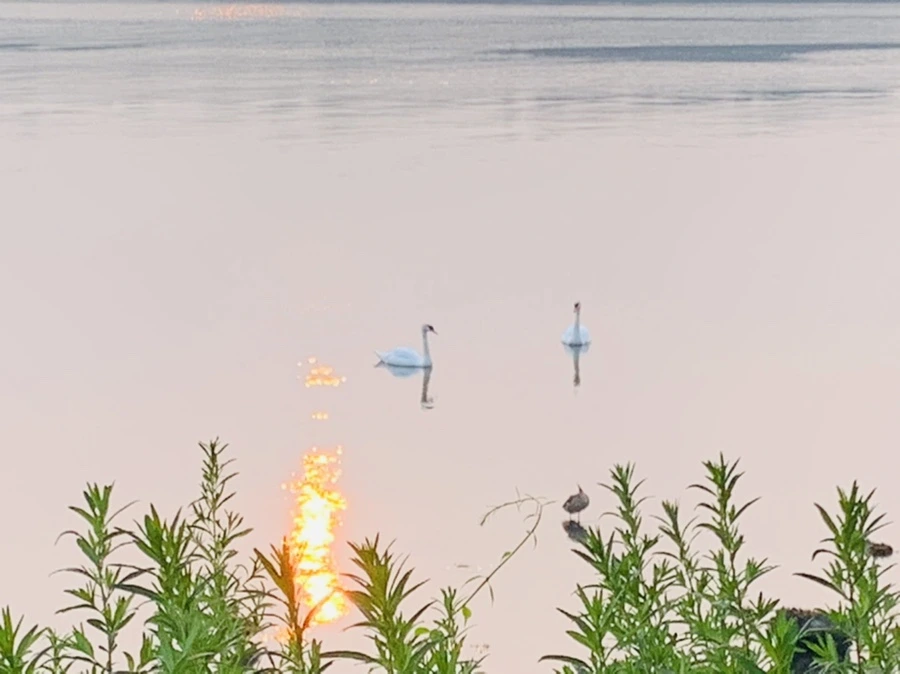 IMG_8386.jpg?type=w966