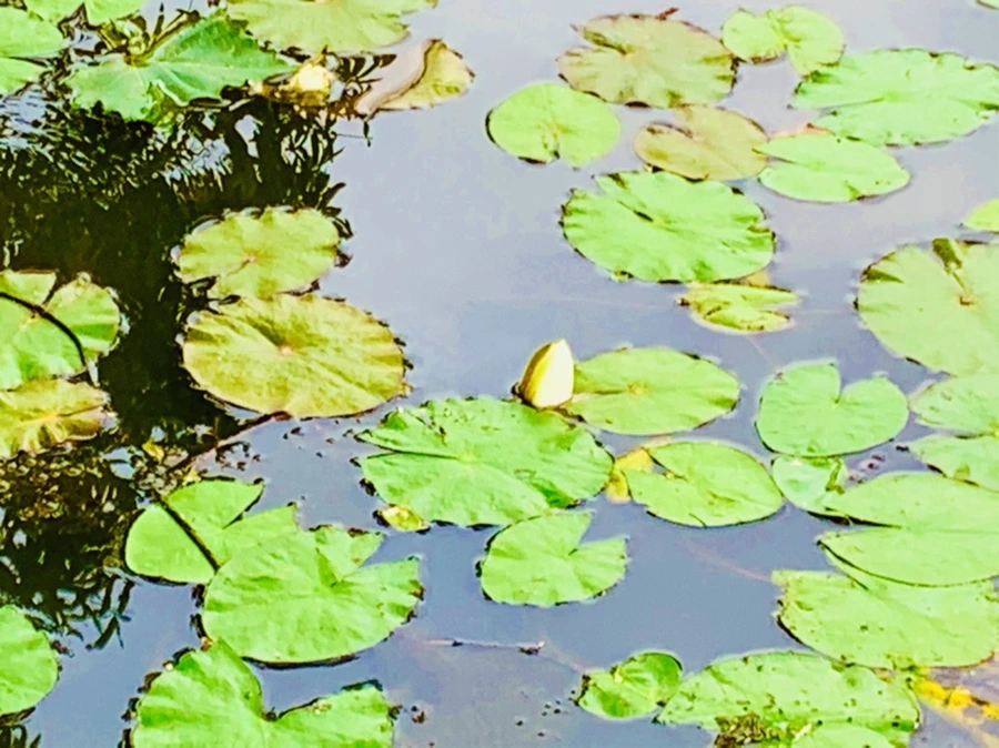 IMG_5149.jpg?type=w966