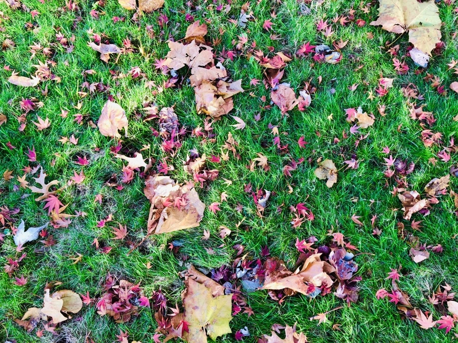 IMG_5516.jpg?type=w966