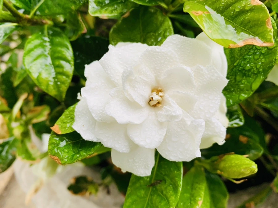 IMG_9723.jpg?type=w966