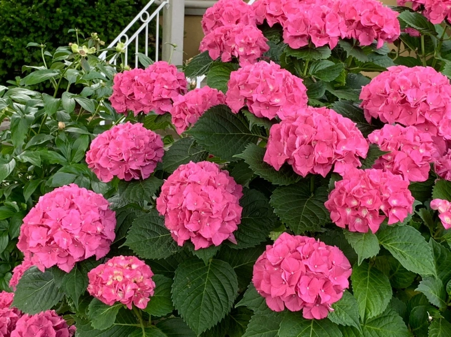 IMG_7274.jpg?type=w966