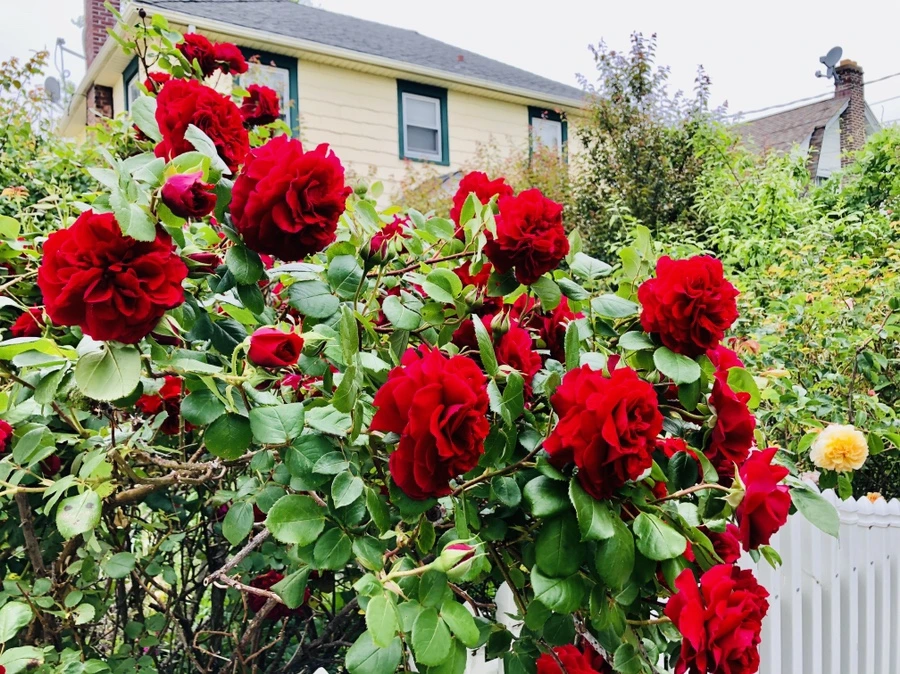 IMG_7591.jpg?type=w966