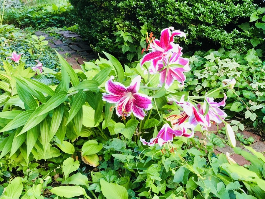 IMG_3667.jpg?type=w966