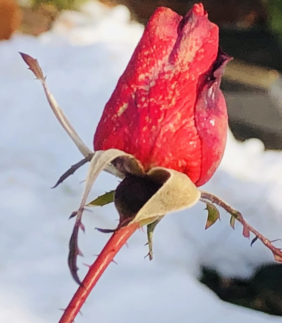 IMG_7734.jpg?type=w966