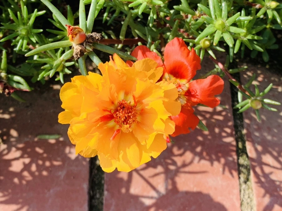 IMG_6681.jpg?type=w966