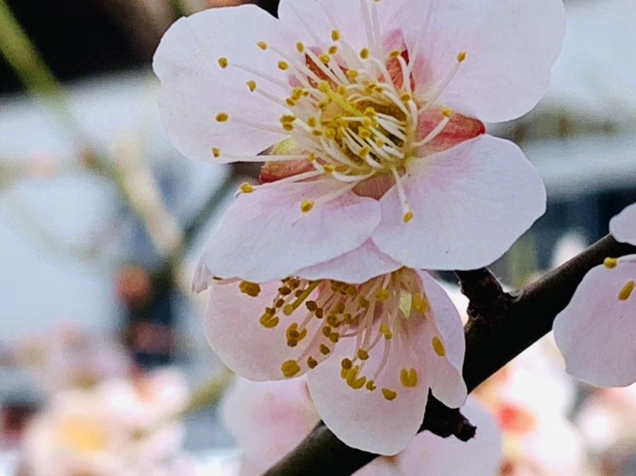 IMG_1040.jpg?type=w966