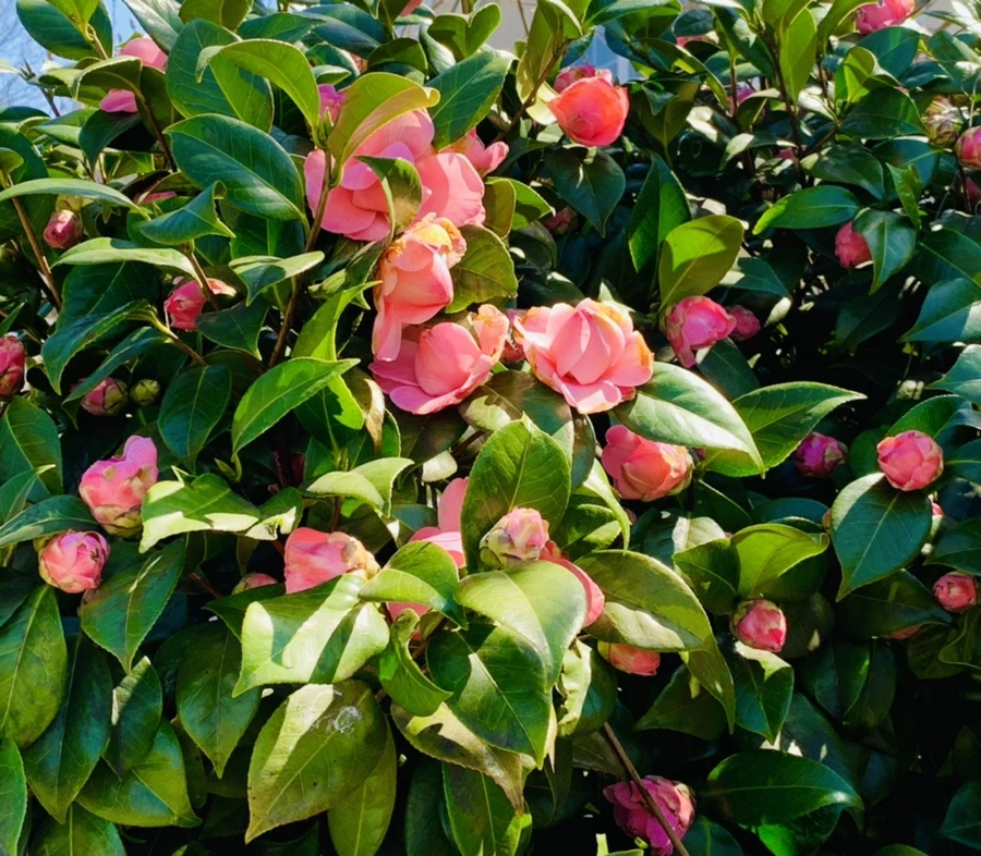 IMG_8203.jpg?type=w966