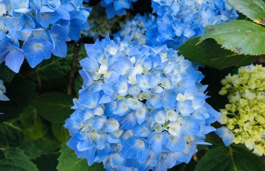 IMG_8629.jpg?type=w966