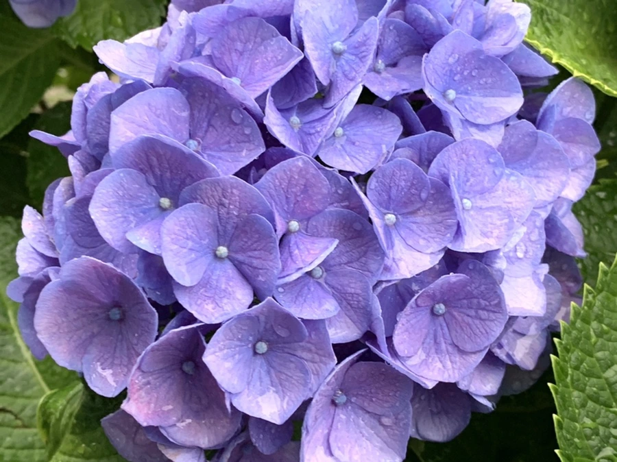 IMG_6196.jpg?type=w966