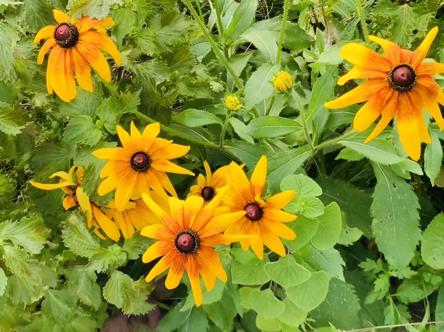 IMG_1246.jpg?type=w966