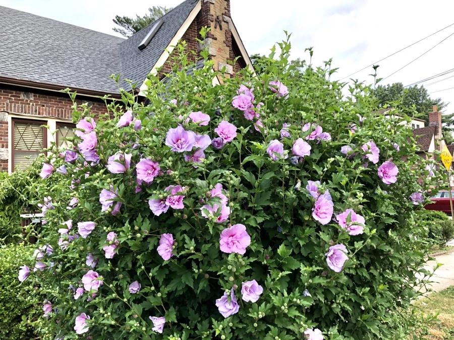 IMG_1598.jpg?type=w966