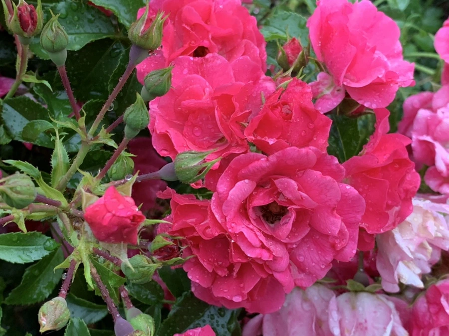 IMG_6216.jpg?type=w966