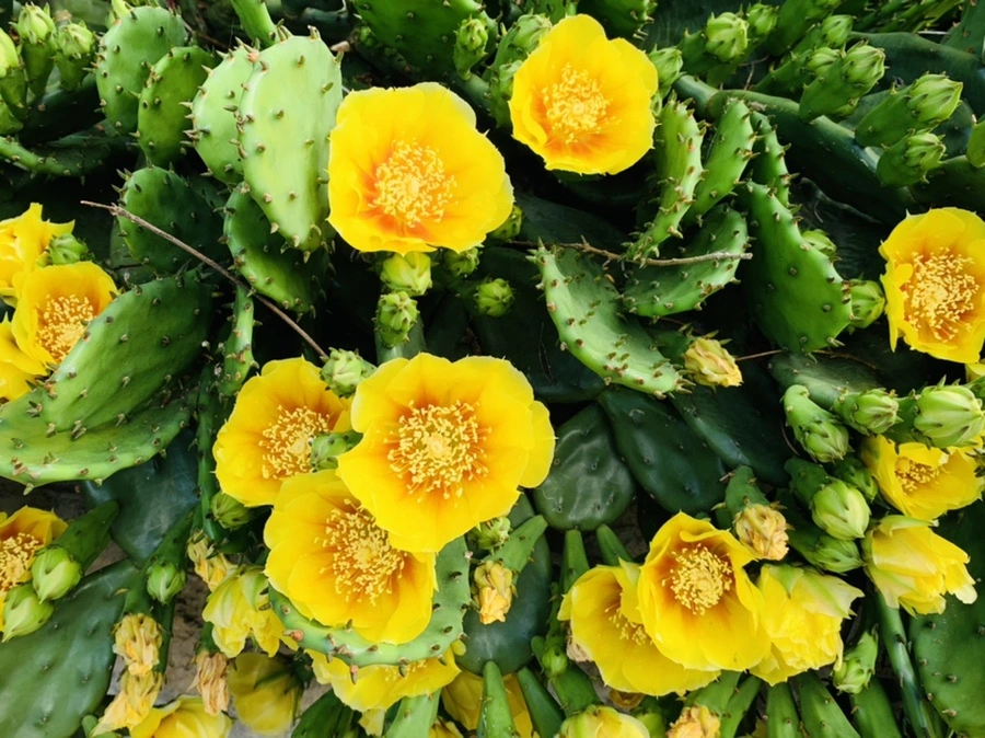 IMG_2672.jpg?type=w966