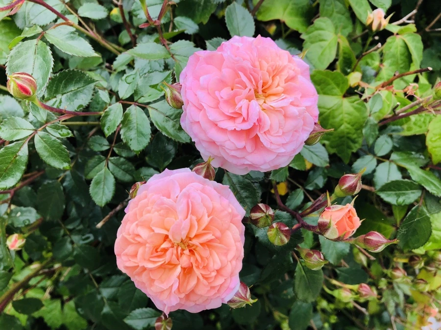 IMG_5285.jpg?type=w966