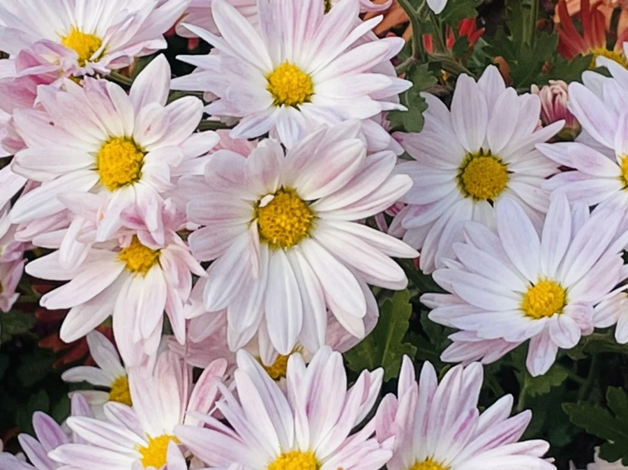 IMG_1145.jpg?type=w966