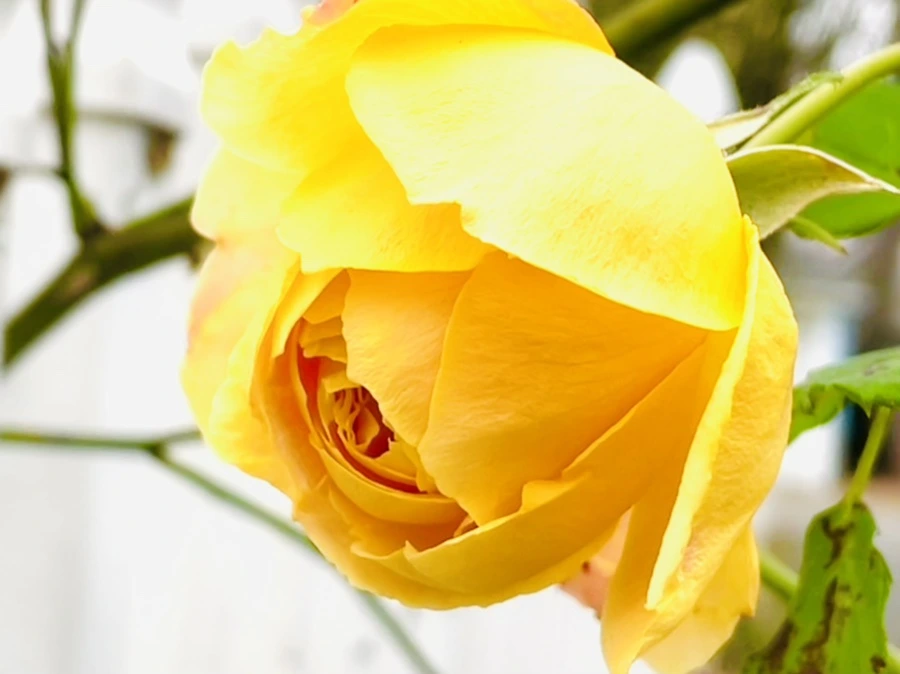 IMG_6190.jpg?type=w966