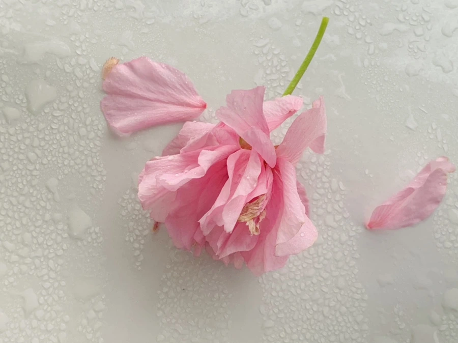 IMG_9654.jpg?type=w966