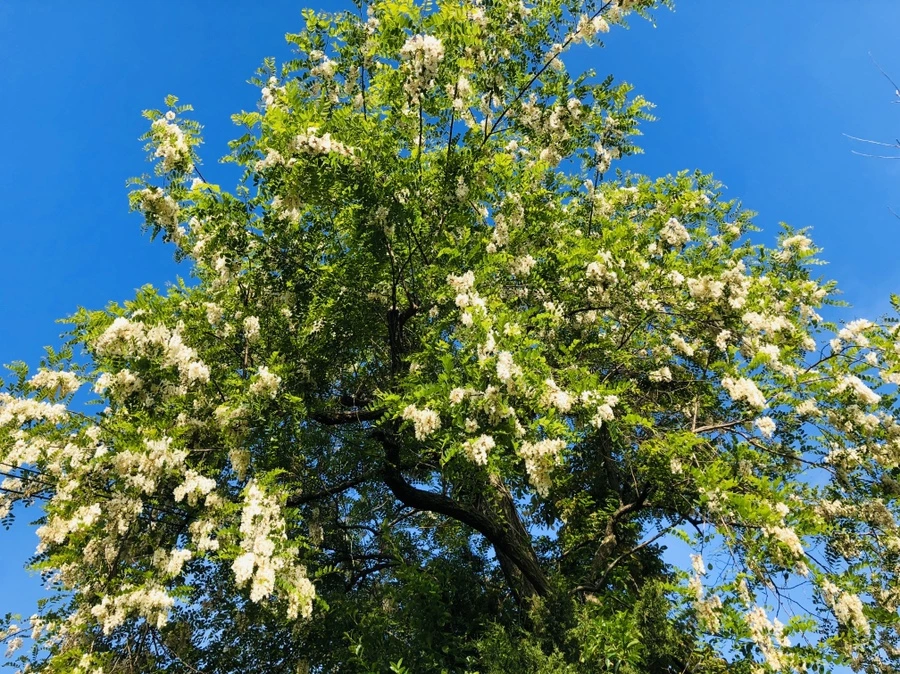 IMG_7492.jpg?type=w966