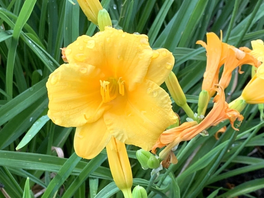 IMG_5917.jpg?type=w966