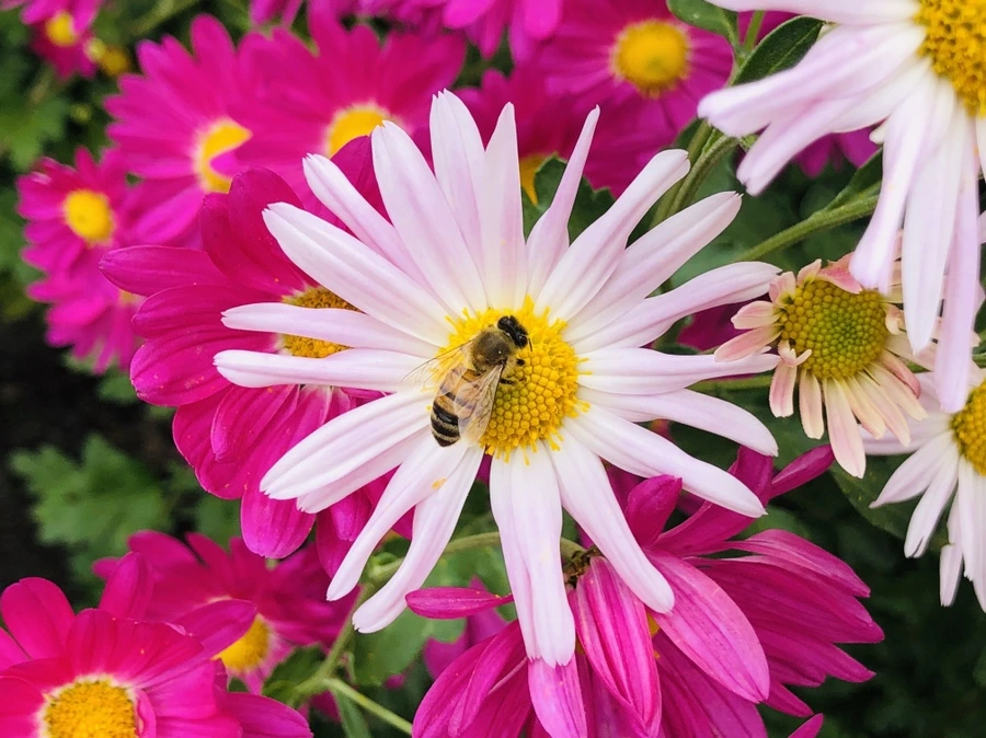 IMG_2588.jpg?type=w966