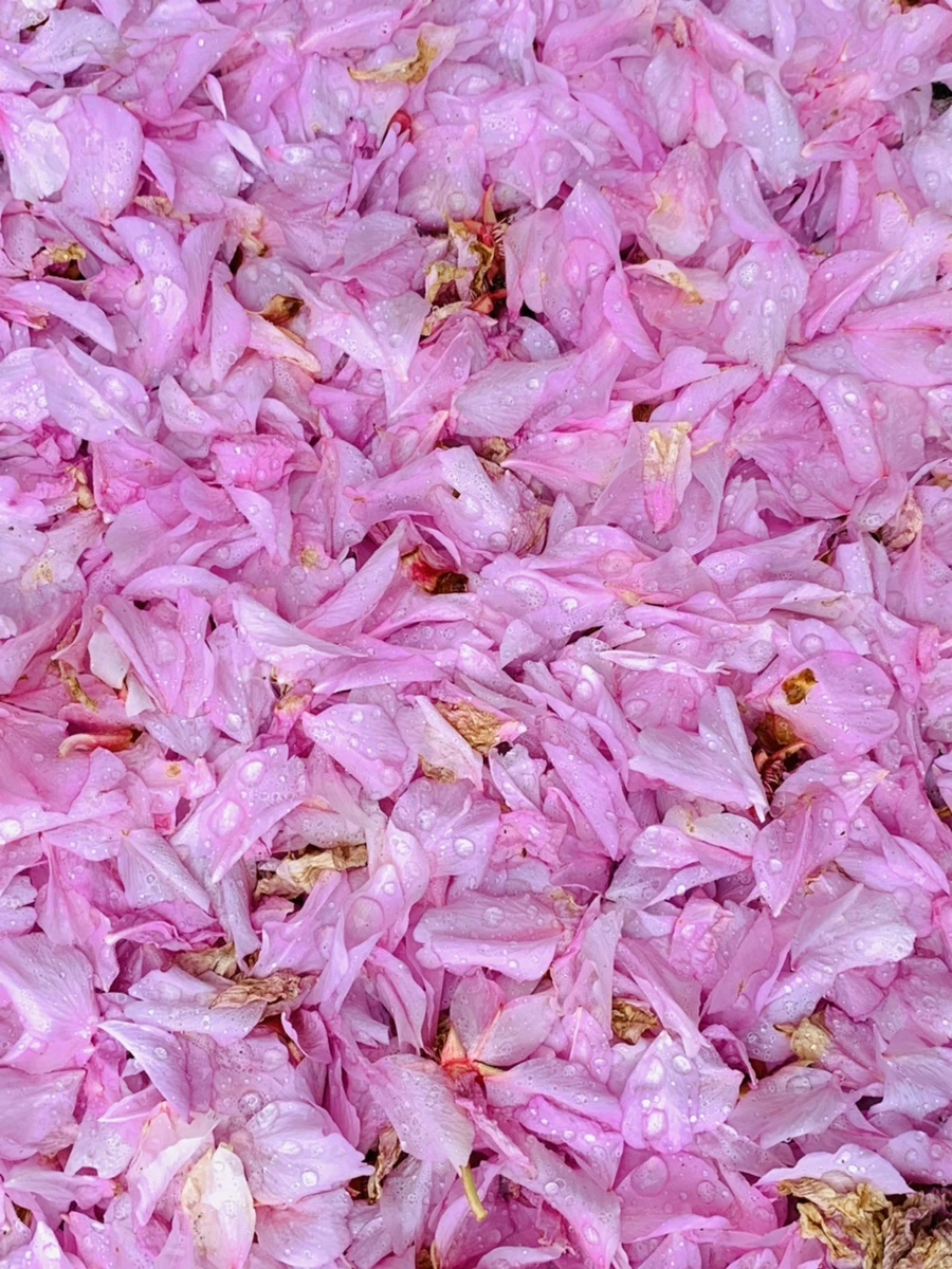 IMG_7268.jpg?type=w966