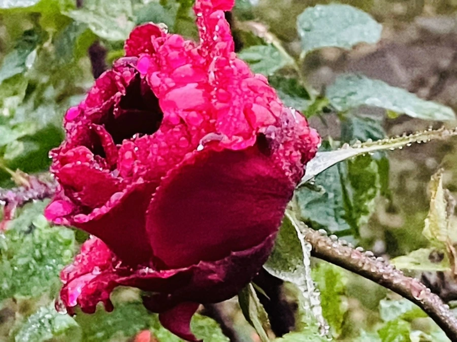 IMG_6390.jpg?type=w966