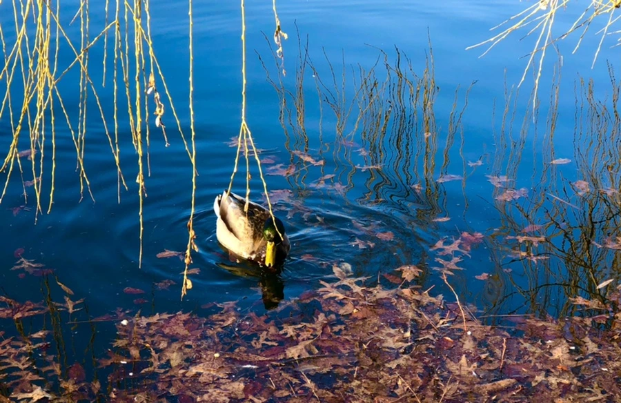 IMG_4254.jpg?type=w966