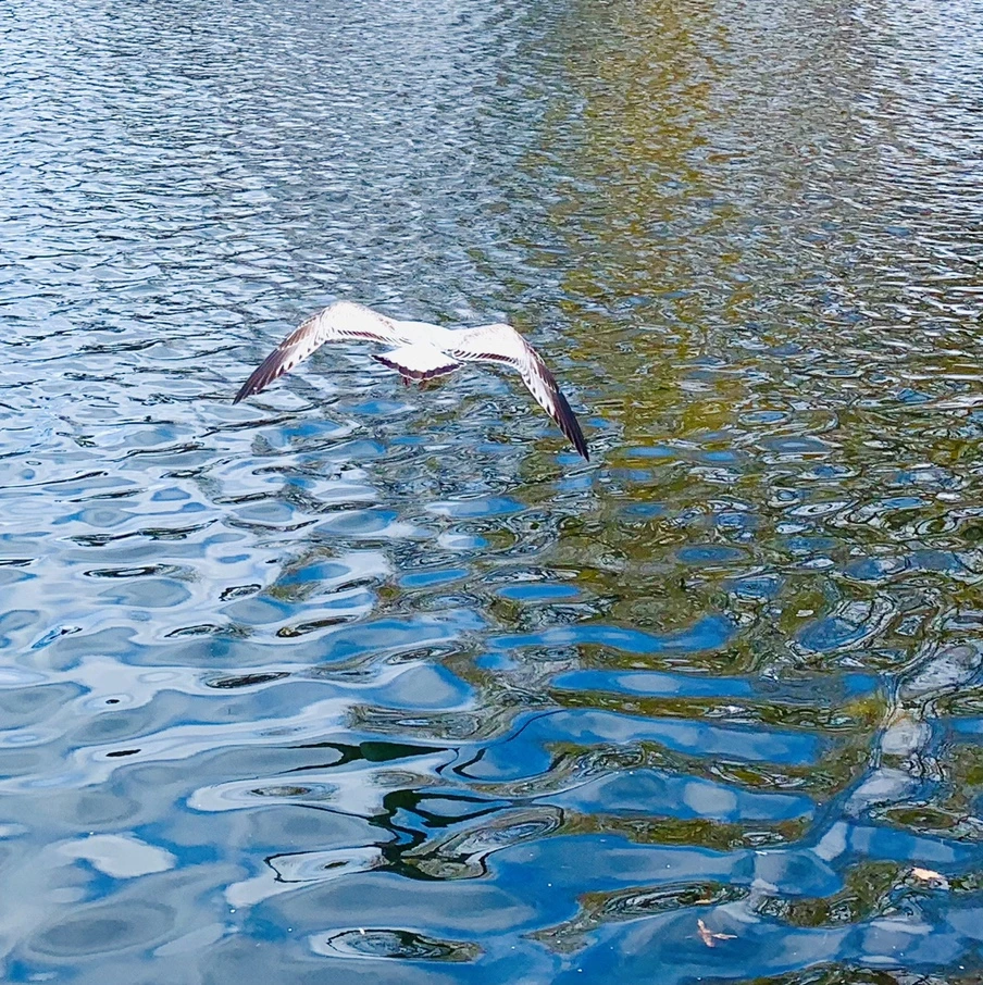 IMG_7719.jpg?type=w966