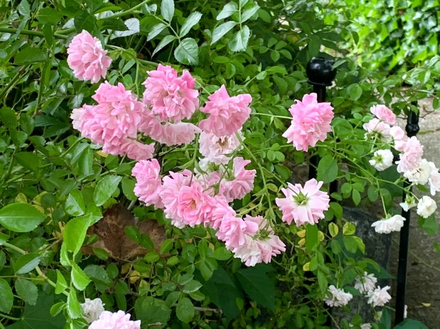 IMG_3565.jpg?type=w966