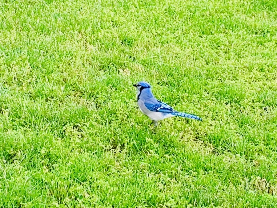 W3ddpK6dQGcbeH_JJmgwfCT0Bng