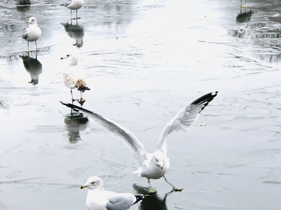 IMG_8901.jpg?type=w966