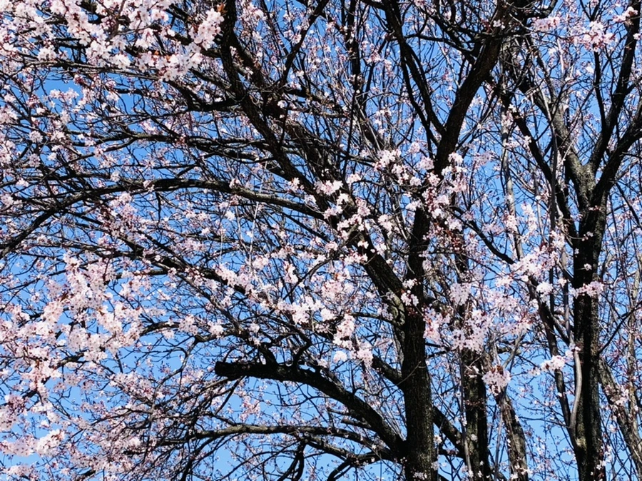 IMG_7737.jpg?type=w966