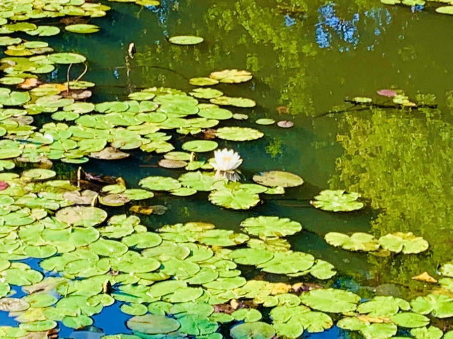 IMG_4305.jpg?type=w966