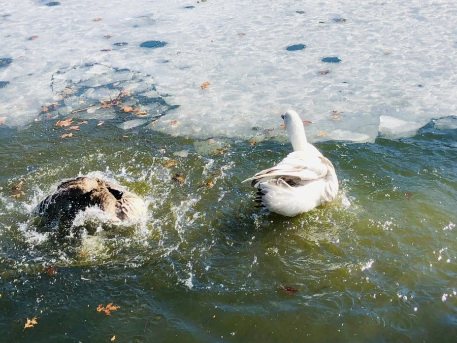 IMG_5203.jpg?type=w966